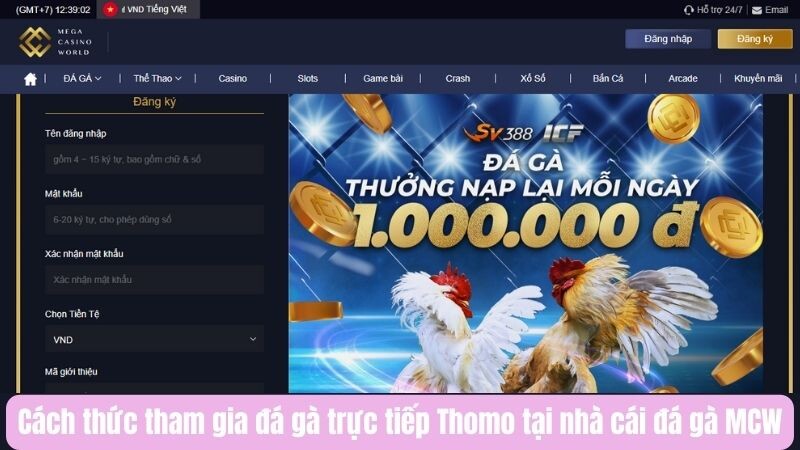 Cách thức tham gia đá gà trực tiếp Thomo tại nhà cái đá gà MCW