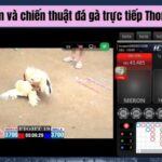 Trực Tiếp Thomo – Tham Gia Đặt Cược Các Trận Trực Tiếp Đá Gà Tại MCW